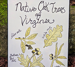 Native oak tree poster