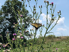 Blooms at Sky Meadows