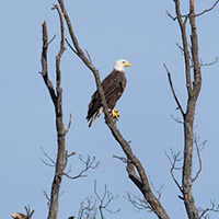 Eagle at Widewater State Park